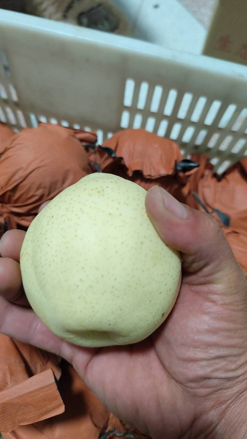 阳信梨，阳信鸭梨，新梨七号媚梨冷库货自己种植小型气调库货