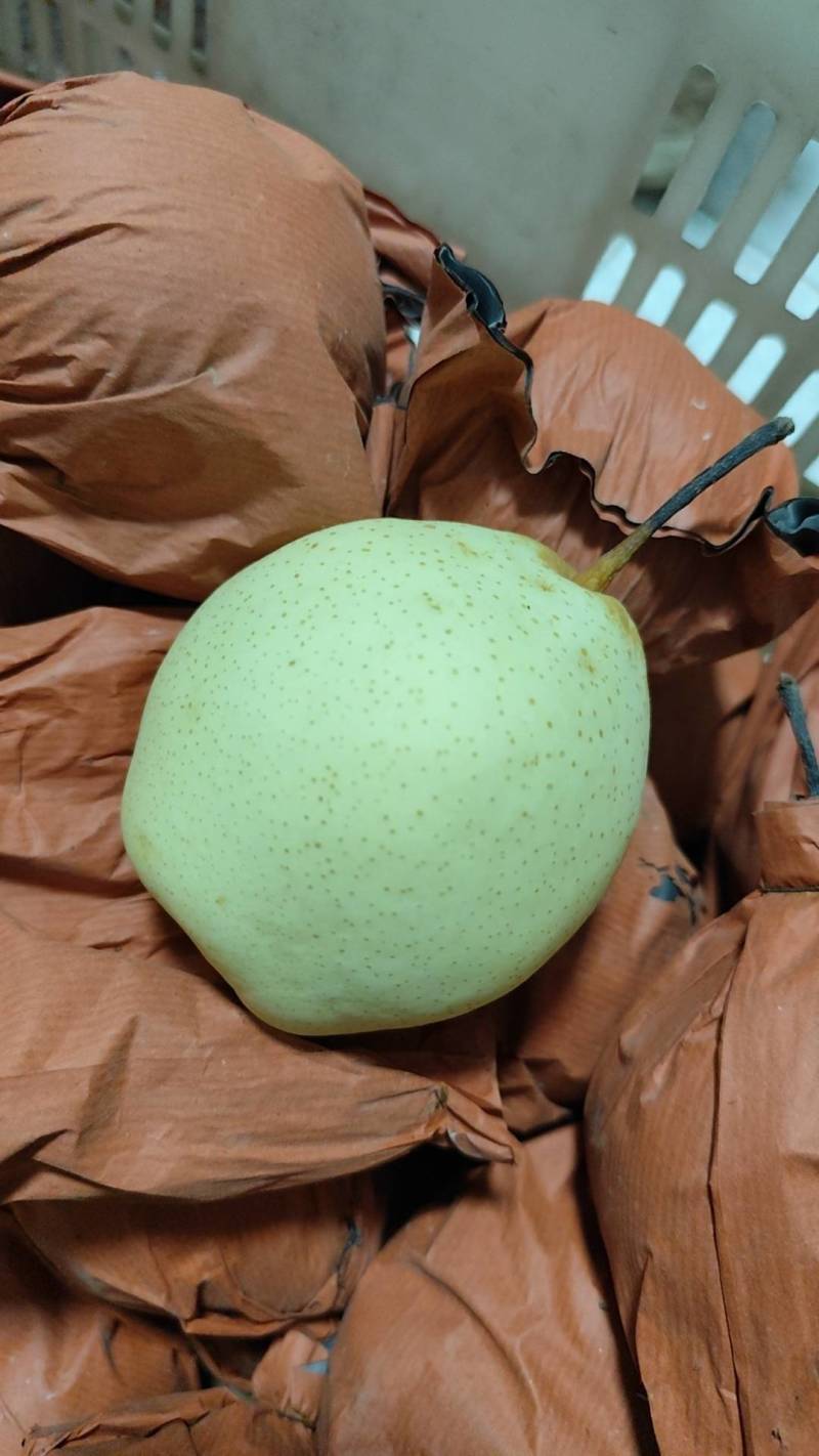 阳信梨，阳信鸭梨，新梨七号媚梨冷库货自己种植小型气调库货