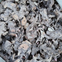 白芍芽苗-活率高提供种植技术欢迎来电咨询合作