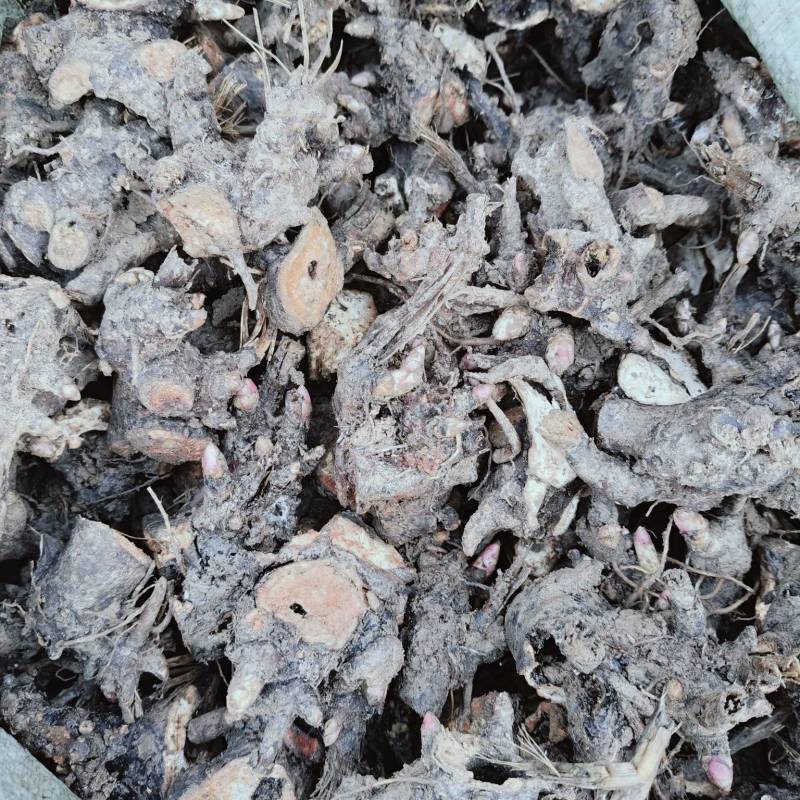 白芍芽苗-活率高提供种植技术欢迎来电咨询合作