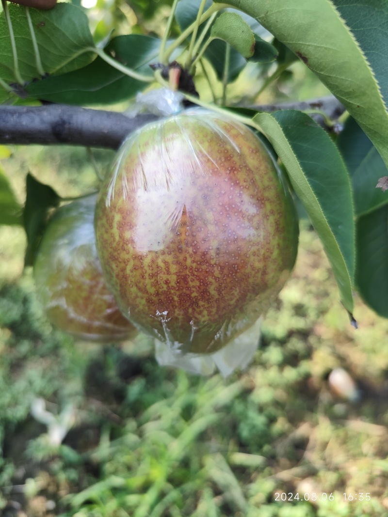 阳信梨，阳信鸭梨，新梨七号媚梨冷库货自己种植小型气调库货