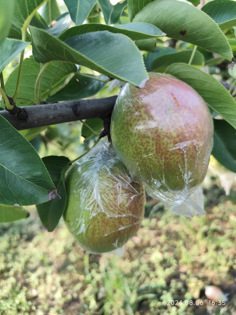 阳信梨，阳信鸭梨，新梨七号媚梨冷库货自己种植小型气调库货