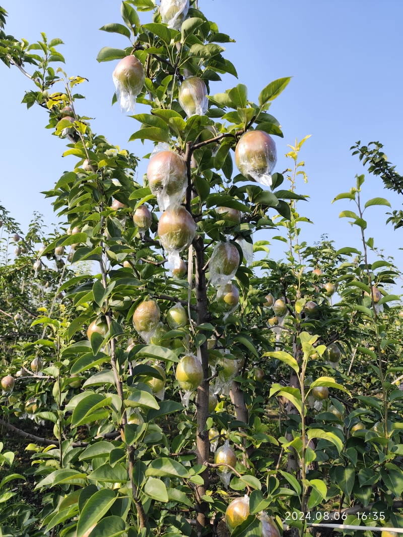 阳信梨，阳信鸭梨，新梨七号媚梨冷库货自己种植小型气调库货