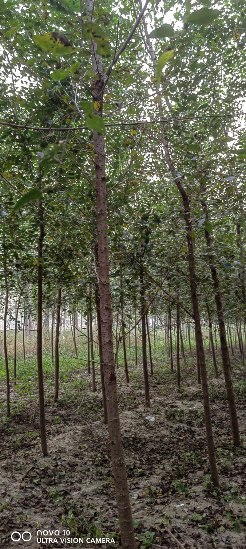 榆树河北速生榆白榆3-5公分榆树平头榆树白榆21500棵