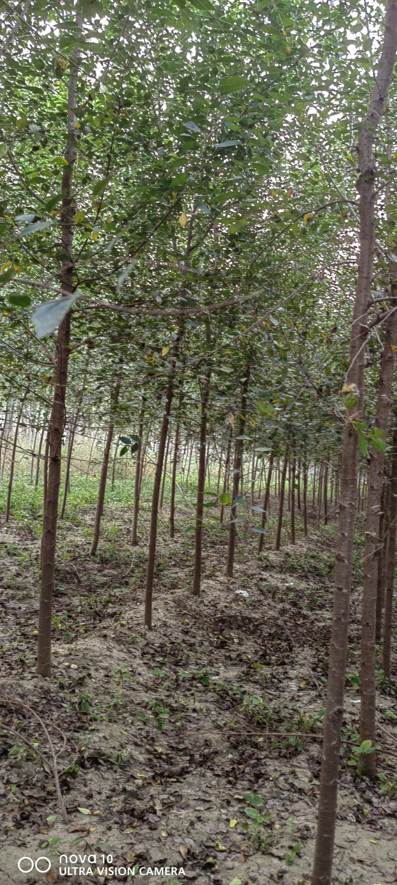 榆树河北速生榆白榆3-5公分榆树平头榆树白榆21500棵
