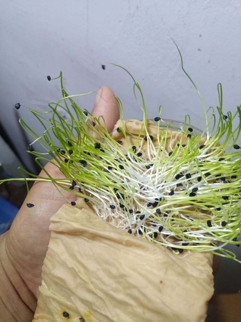 洋葱苗高产洋葱苗火热预订中