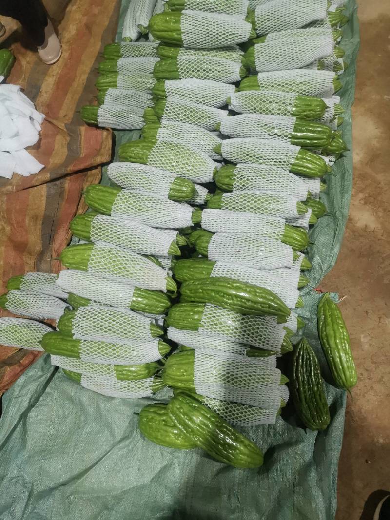 精品油绿苦瓜中熟品种口感好无渣微苦含甘价格优惠货源充足
