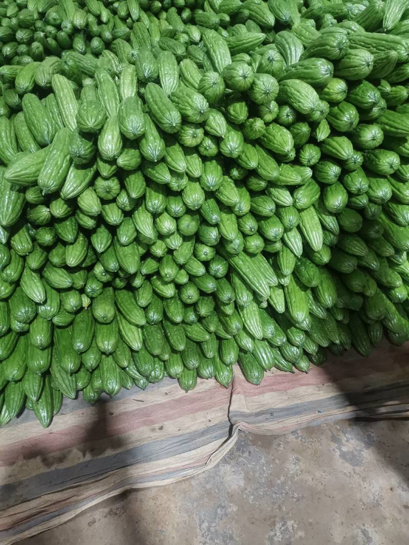 精品油绿苦瓜中熟品种口感好无渣微苦含甘价格优惠货源充足