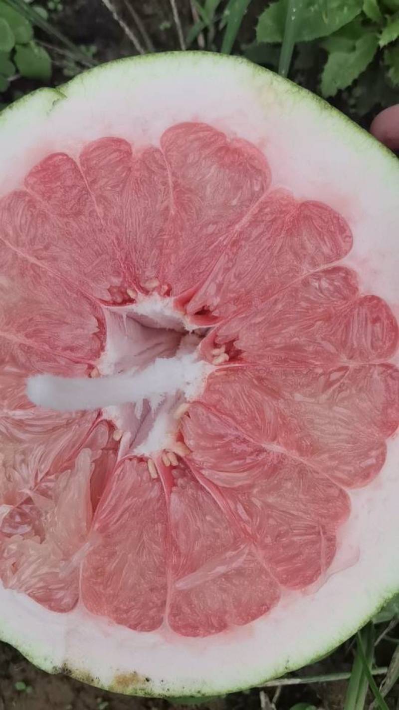 新鲜四川三红柚，口感酸甜多汁，**特惠！