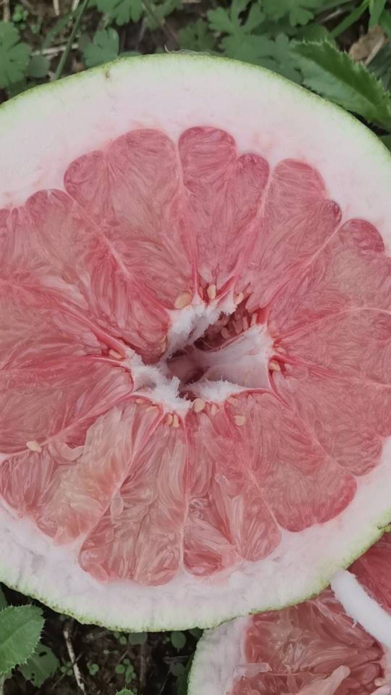 新鲜四川三红柚，口感酸甜多汁，**特惠！