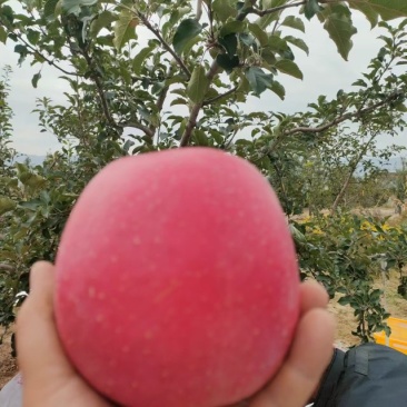 高原纸袋冰糖心红富士苹果
