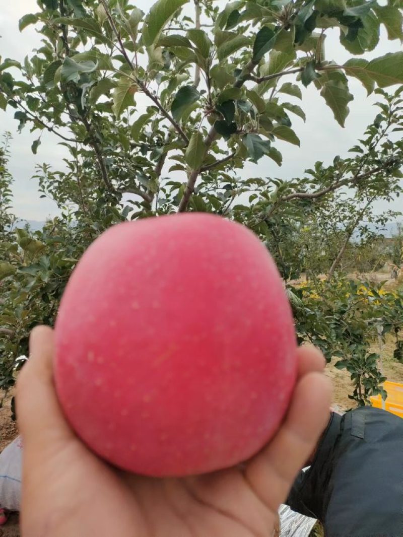 高原纸袋冰糖心红富士苹果