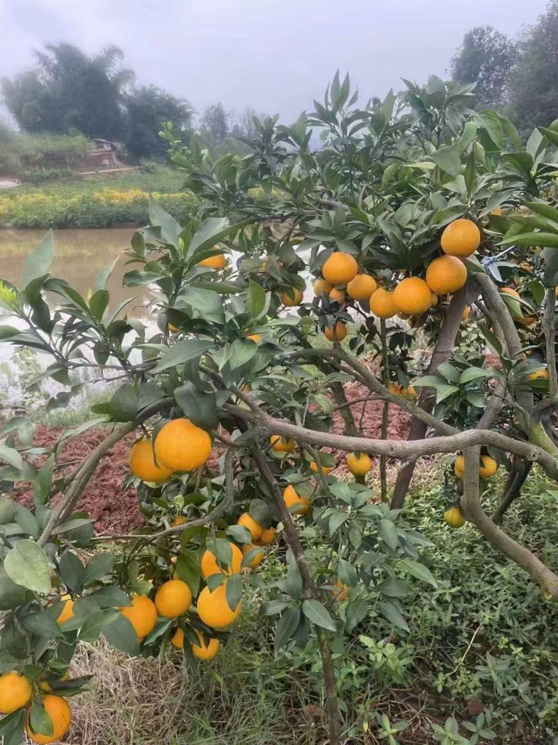 爱媛38果冻橙，皮薄多汁，产地直发，一手货源，品质保证
