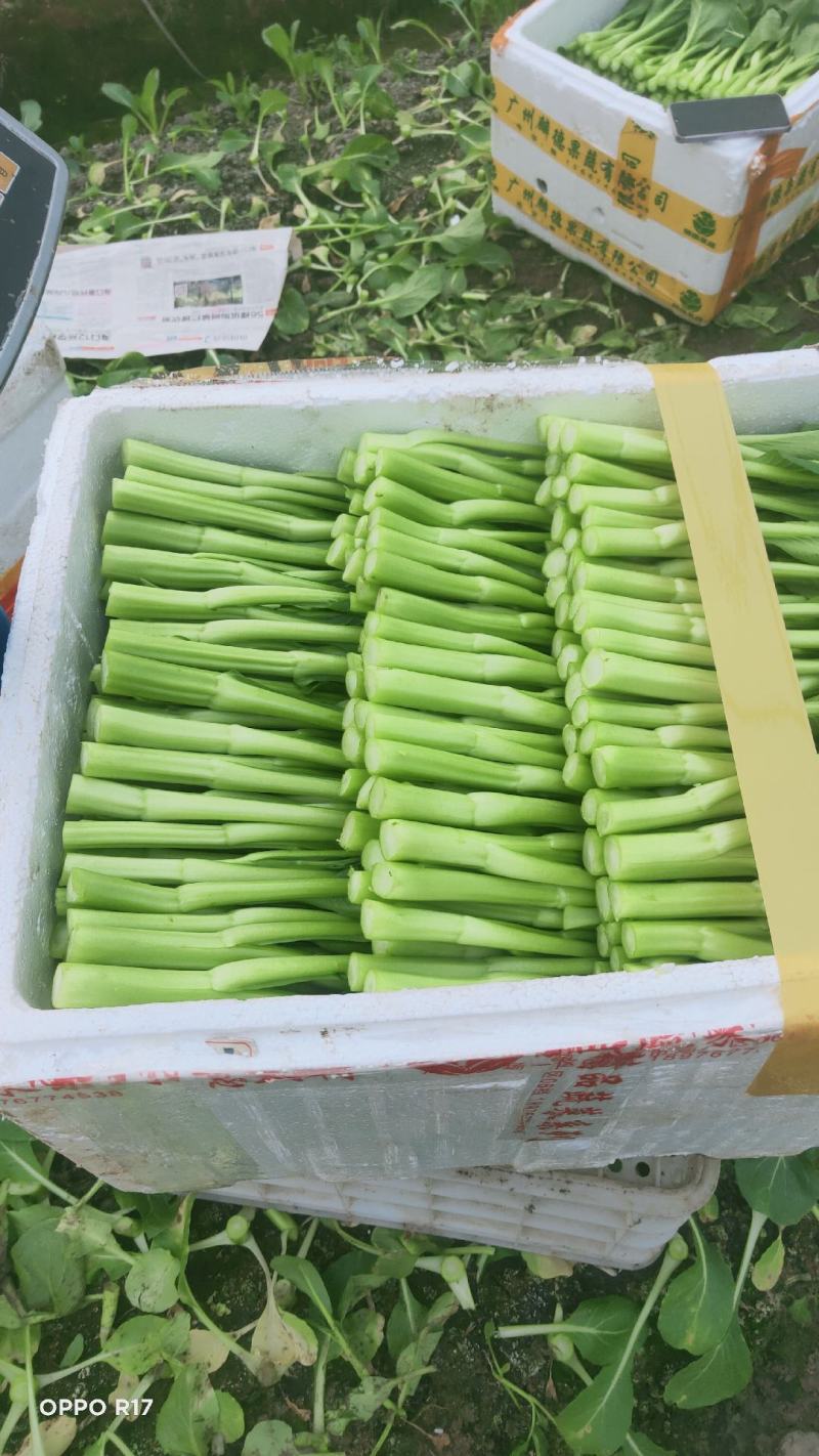 广东菜心，小青菜物美价廉，诚信经营，长期供货，量大从优
