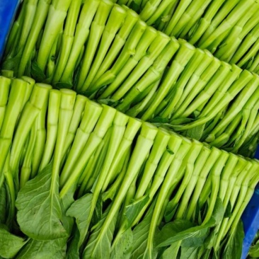 广东菜心，小青菜物美价廉，诚信经营，长期供货，量大从优