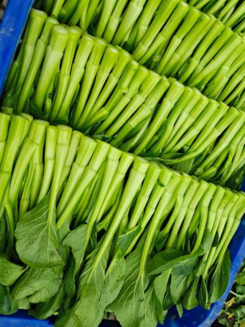 广东菜心，小青菜物美价廉，诚信经营，长期供货，量大从优