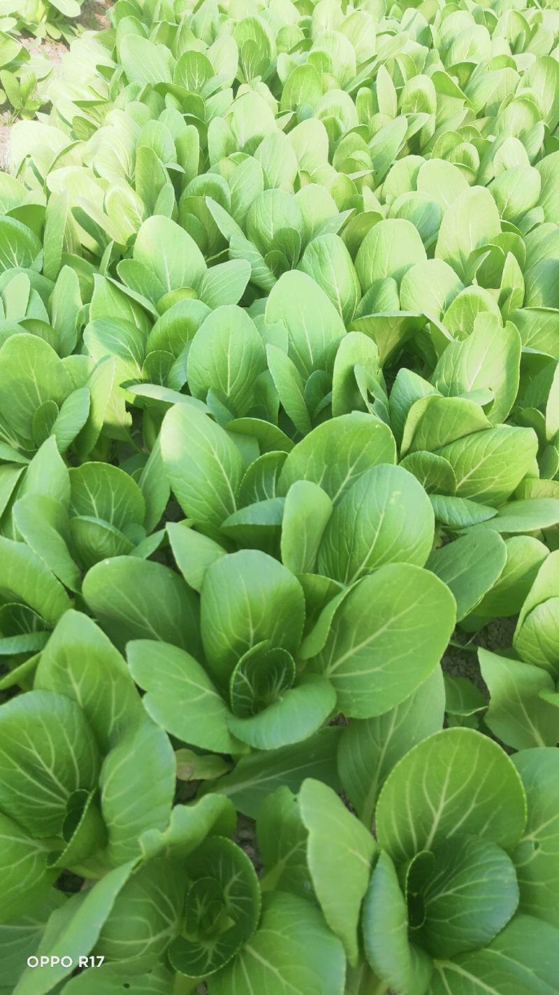 广东菜心，小青菜物美价廉，诚信经营，长期供货，量大从优