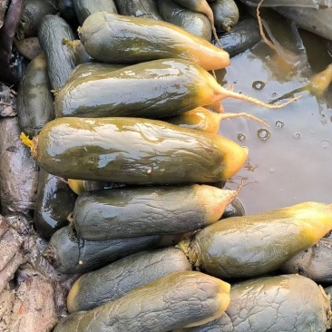 批发3两起步的去年腌渍的水果萝卜半成品