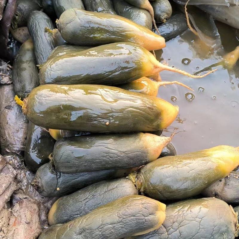 批发3两起步的去年腌渍的水果萝卜半成品