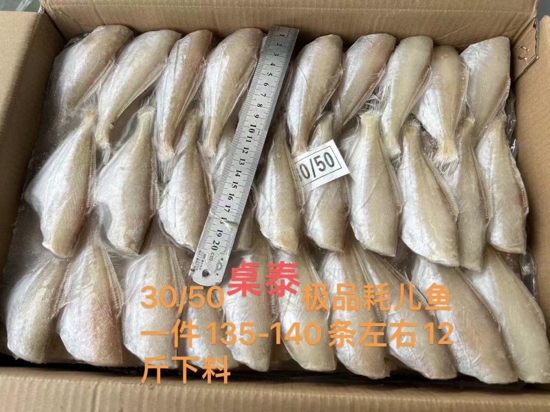 耗儿鱼