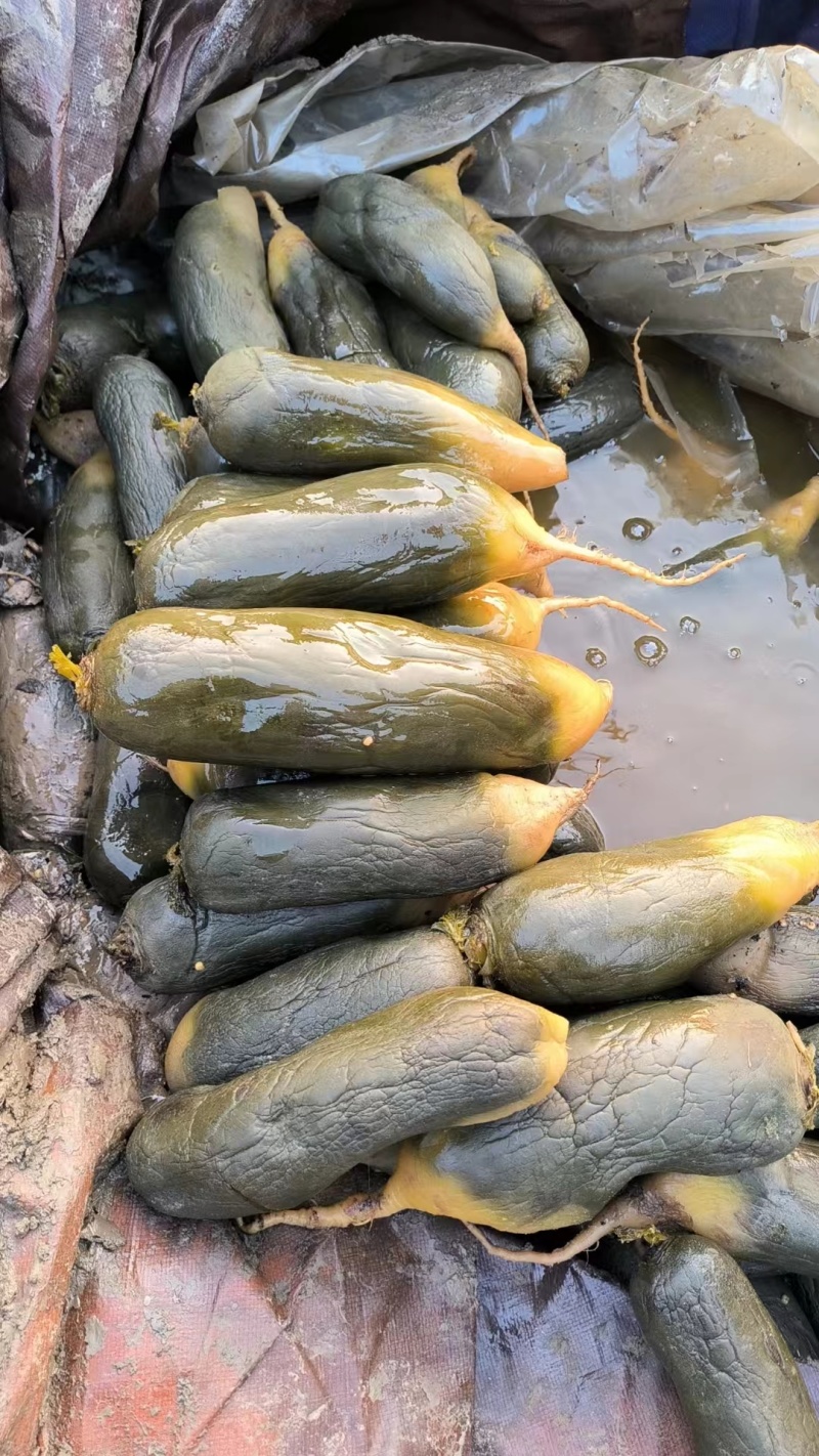 批发3两起步的去年腌渍的水果萝卜半成品