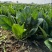 菠菜大叶菠菜火锅菠菜一手货源品质保证可视频欢迎下单