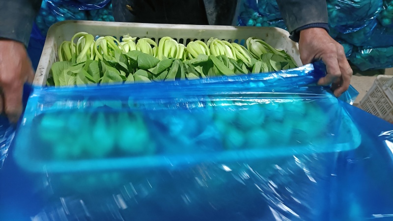 {牛商推荐}上海青大量上市，量大从优，欢迎来电