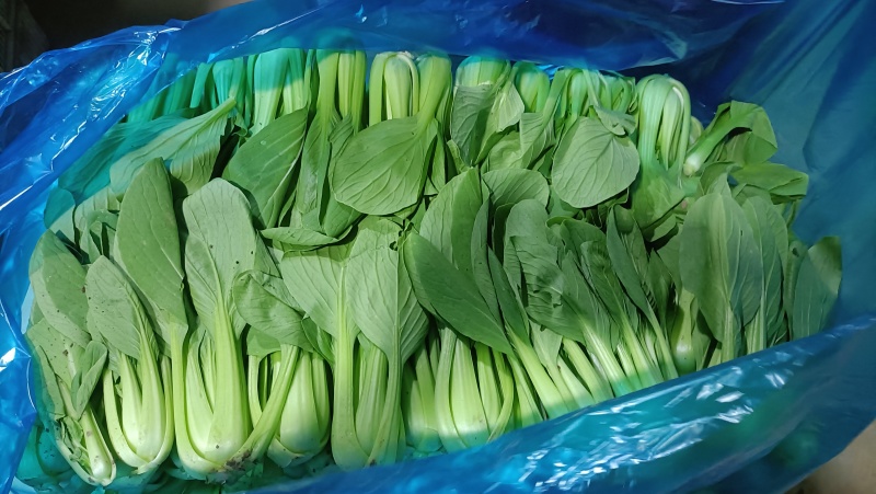 {牛商推荐}上海青大量上市，量大从优，欢迎来电