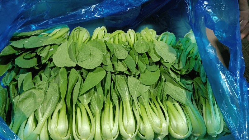 {牛商推荐}上海青大量上市，量大从优，欢迎来电