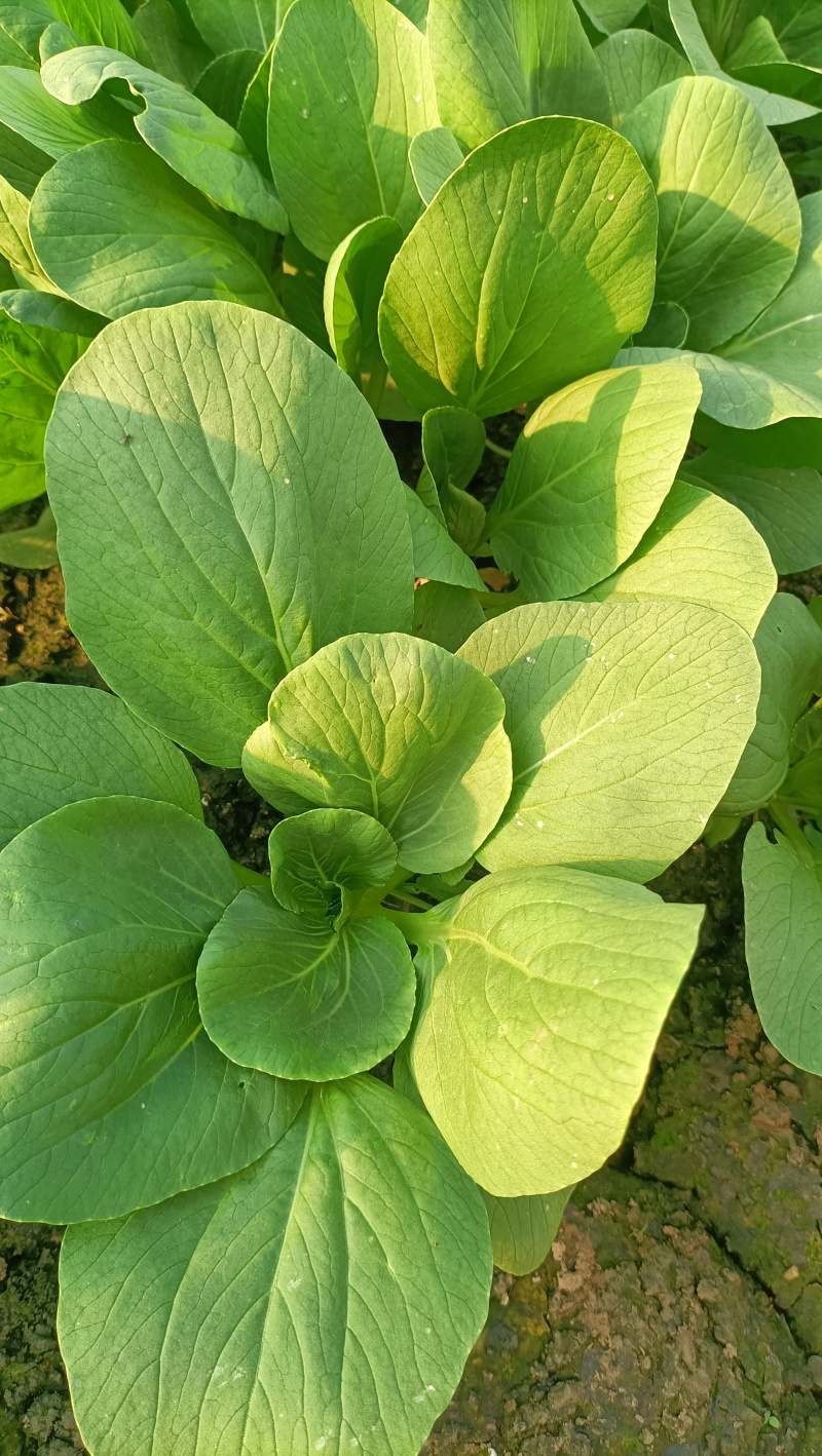 {牛商推荐}上海青大量上市，量大从优，欢迎来电