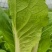 {{牛商推荐}快菜大量上市，量大从优，欢迎来电