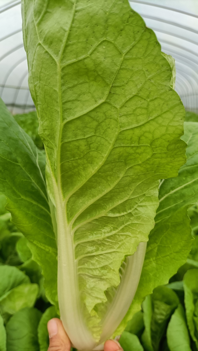 {{牛商推荐}快菜大量上市，量大从优，欢迎来电