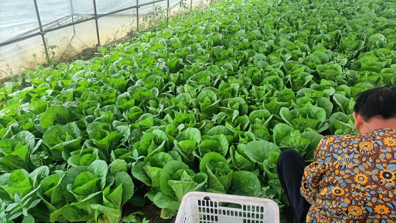 {{牛商推荐}快菜大量上市，量大从优，欢迎来电