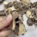 广西纯野生五指毛桃