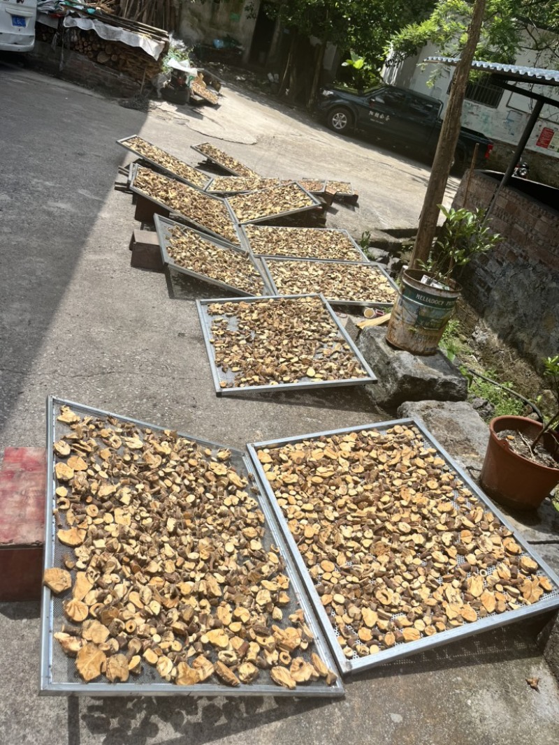 广西纯野生五指毛桃