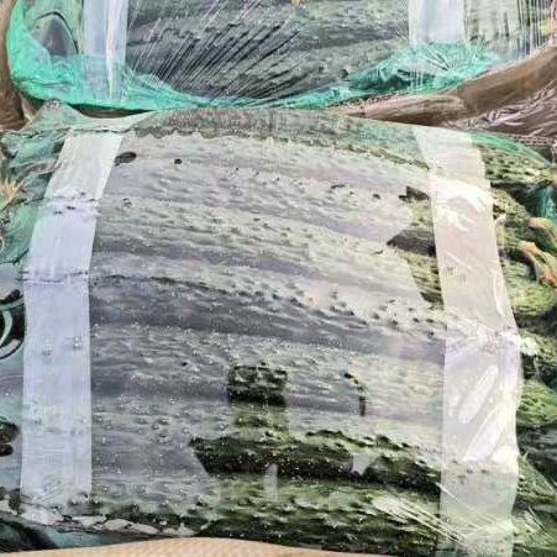 頂花带刺精品黄瓜
