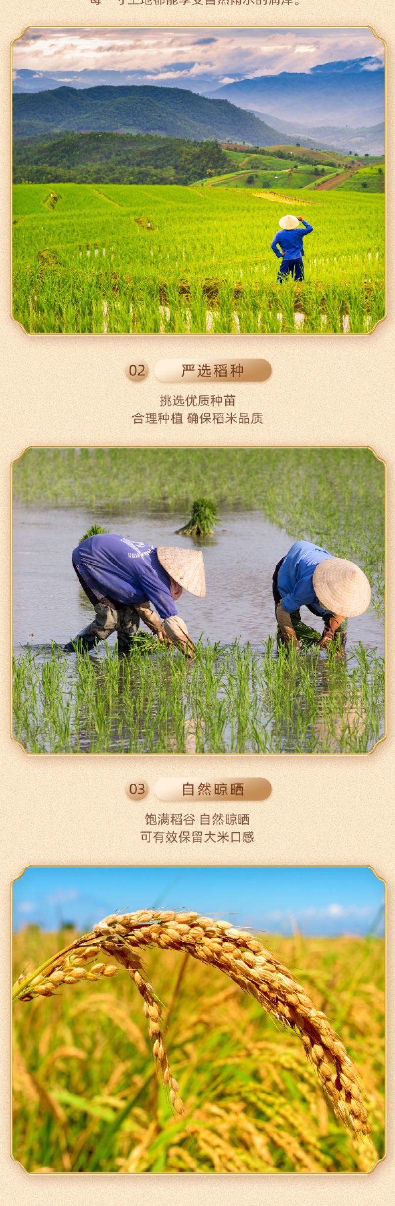 2024年新米，散装小粒香米