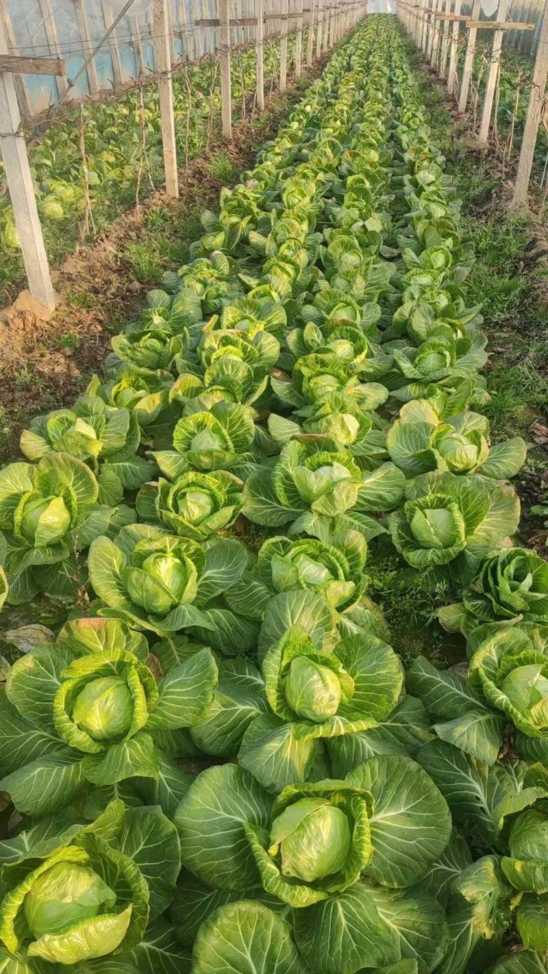 绿甘蓝聊城圆包菜菜区直发货源稳定代收代发全国市场