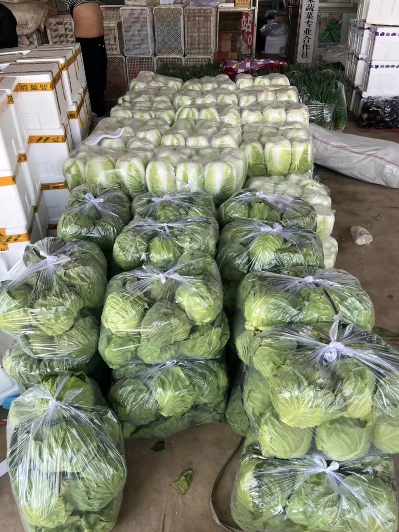 绿甘蓝聊城圆包菜菜区直发货源稳定代收代发全国市场