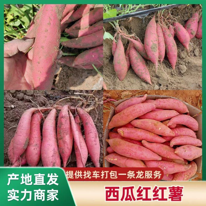 【新品上市】河南红薯/西瓜红/万亩基地/一条龙服务