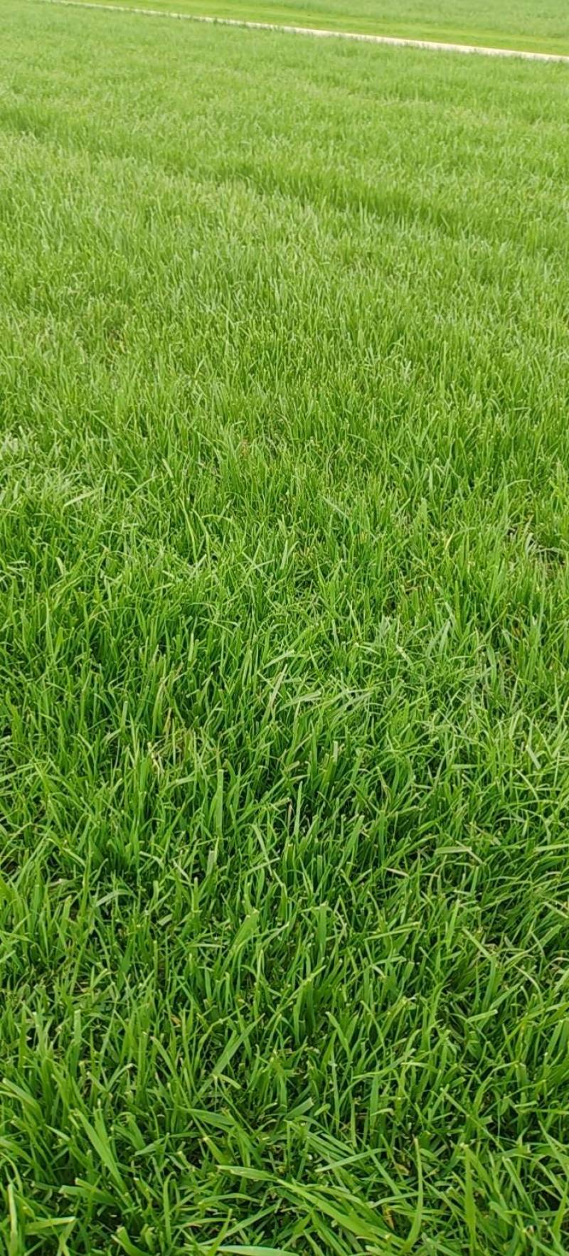 高羊茅草坪
