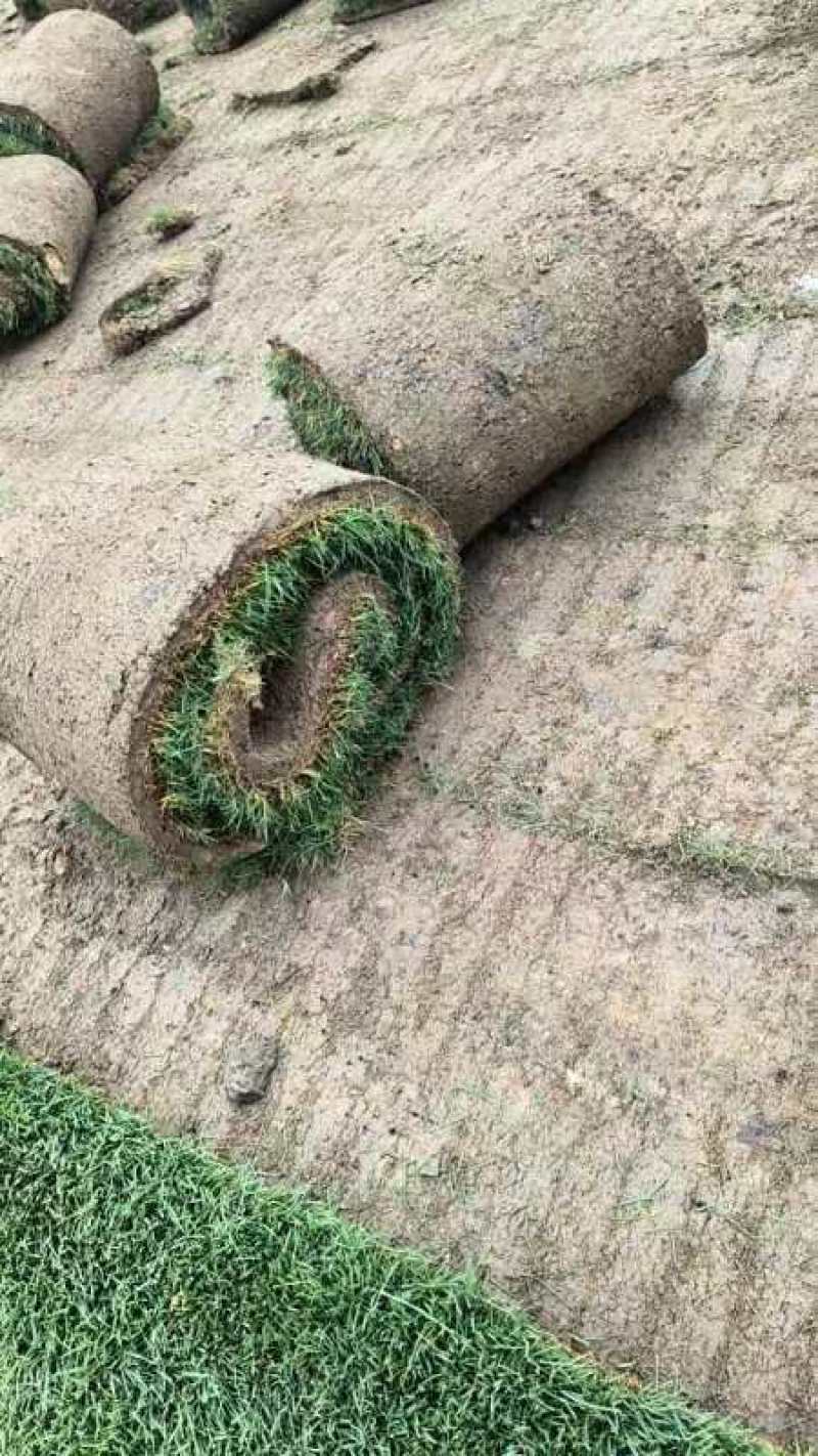 高羊茅草坪