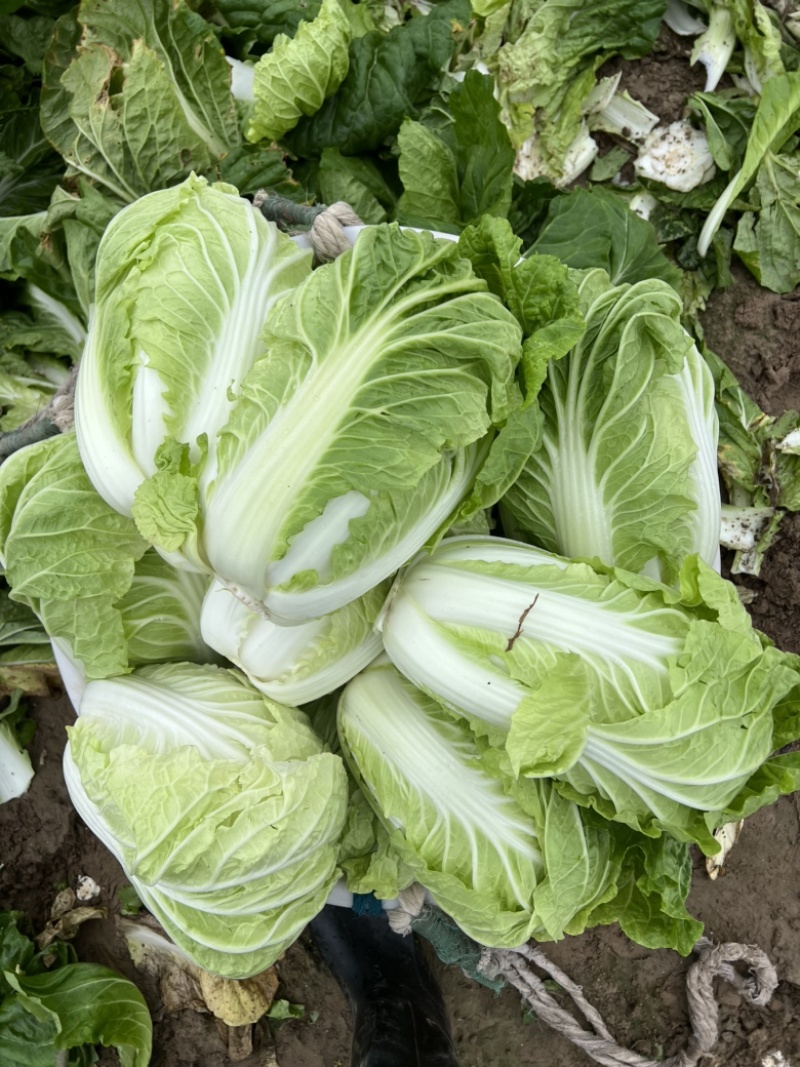 夏阳白菜，产地直发，品质保障，对接全国市场商超，江苏东台