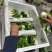 黄心菜黑油菜基地大量上市品质优良