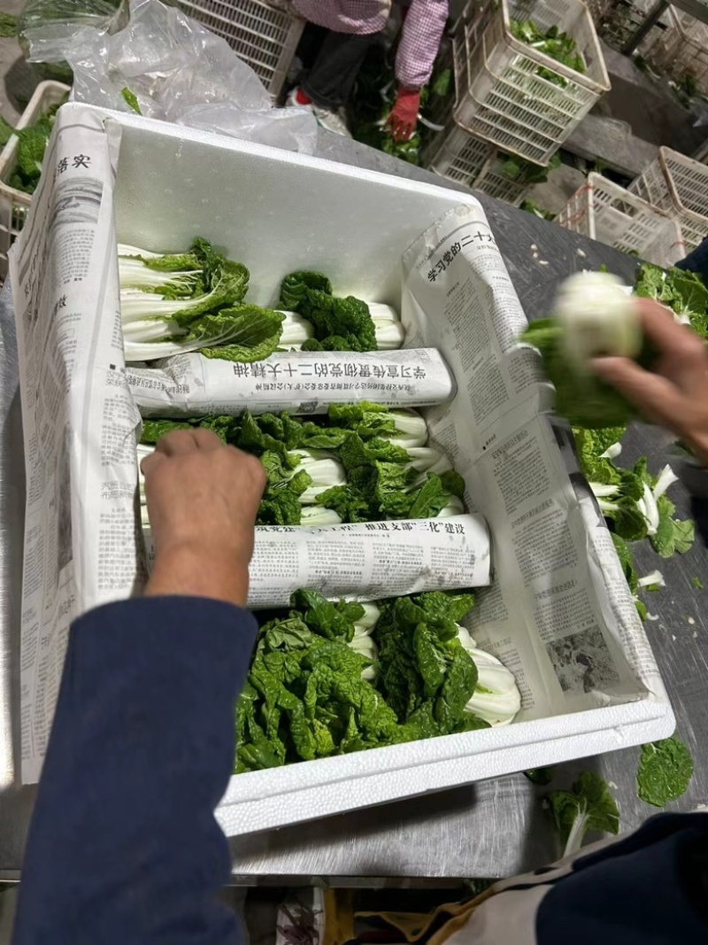 黄心菜黑油菜基地大量上市品质优良