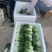 黄心菜黑油菜基地大量上市品质优良