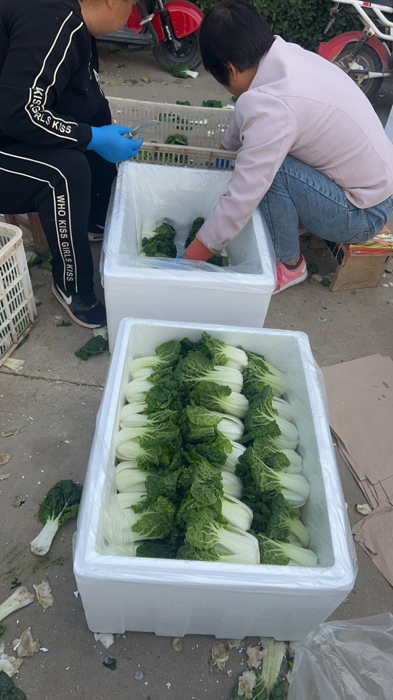 黄心菜黑油菜基地大量上市品质优良