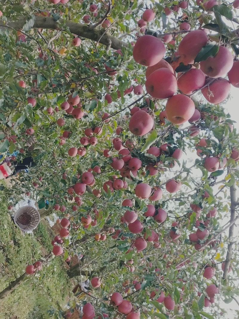 精品红富士苹果产地直销