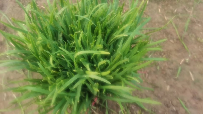 山东韭菜紫根红韭菜红根韭菜基地直供实力代发全国