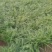 山东韭菜红根韭菜货源充足实力代发量大从优欢迎联系